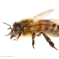 MYN Honey Bee 